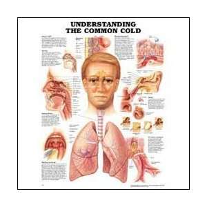  Understanding the Common Cold Anatomical Chart 20 X 26 