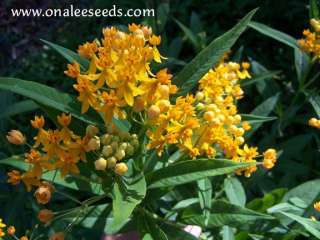 Butterfly Garden Collection  Host & Nectar Plants SAVE  