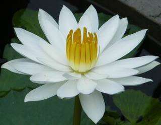 White Night water lily pond plants +Free Document  