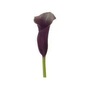  Naomi Purple Mini Calla Lily   60 Stems: Arts, Crafts 