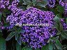 100 Verbena Bonariensis Seeds Purple Flowers Annual items in Into 