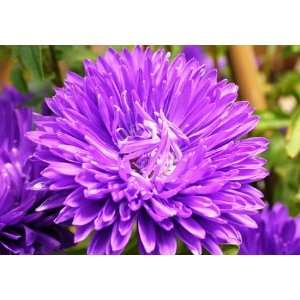  China Aster Seeds   100,000 Seeds Patio, Lawn & Garden