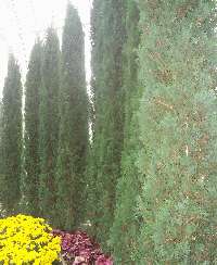  Cypress   Fast Growing Evergreen Tree, about 6 in. Plant for Privacy