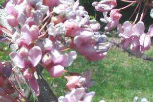 EASTERN REDBUD TREE PINK SPRING FLOWERS ~ HEAT TOLERANT  
