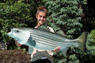 Giant Taxidermy Quality Striped Bass Game Fish 44 Inch  