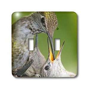    Annas Hummingbird moter with bill down throat of its chick feeding 