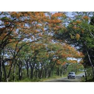 : Car Travels Country Road Lined with Blooming Royal Poinciana Trees 