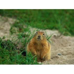  An Arctic Ground Squirrel in Pauses by its Burrow 