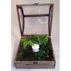  Domed Terrarium (Wardian Case) with Snowkist Club Moss and 