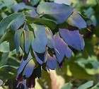 blue shrimp plant kiwi plant seeds 