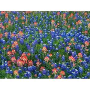  Blue Bonnets and Paint Brush in Texas Hill Country, USA 