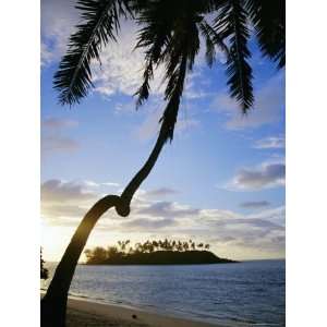 Twisted Palm Tree, Taakoka Island, Rarotonga, Cook Islands, Polynesia 