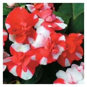   Morgan Impatiens Tutu Red Bicolor Flower Seeds: Patio, Lawn & Garden