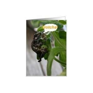  Gotcha! Tree Frog, Reptile Collection Card: Health 