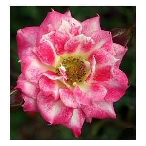  Jewel Box Rose Seeds Packet: Patio, Lawn & Garden