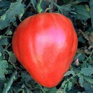 Plant produces good yields of large 2 lb pink heart shaped tomatoes.