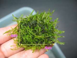   Moss 3 PAD 4x4cm(1.5x1.5)   LIVE AQUARIUM PLANT Red Shrimp  