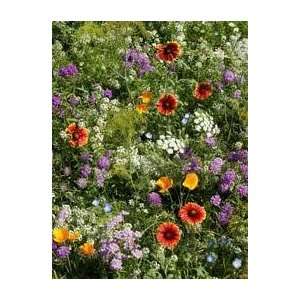  Todds Seeds   WildFlower Seeds   Beneficial Insectary Mix Seed 